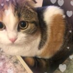 いるかです😽
