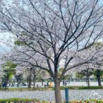 ぽんです🌷