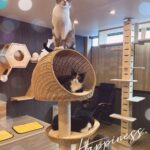 みんです😽