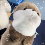 ひかるです🌟