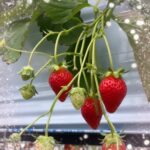 ひかるです🍓