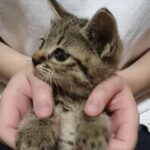さわです🐈