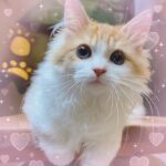 えなんです🐈💕