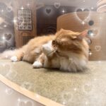 すみかだよ〜🌟