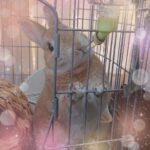 こんにちは！にるです🐰♡