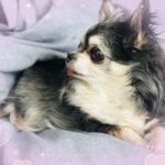 ねるです🐹🌟