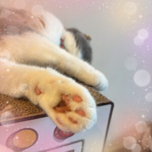 りとです🐰💗