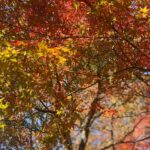 あおだよ👶🏻