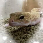 りとです🐰💗