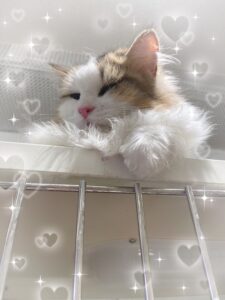 りんなです🐱