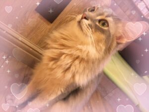 ちゅうです🐹