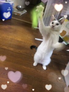 あずきです😊