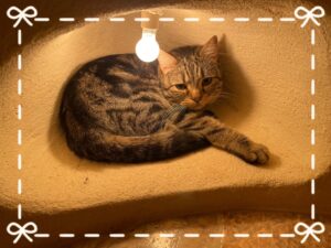 こまです！🐱