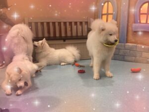 ふぁいです❣️