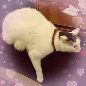 みわです🐱