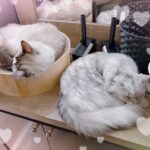 こんにちは⭐️えな到着しましたっ!
