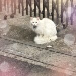 あかです♡