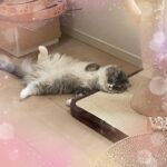 みくり🐈