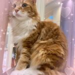 ふぁいです🌟