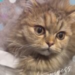 しおです🐈