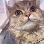 しお到着してます🐈