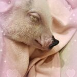 らな♡