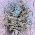 てぃーです^_ ̫ _^っ☔️