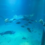 家族旅行に行ってきたよ〜🐬