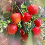 おはよー🍒