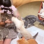 猫カフェに🐈🤍